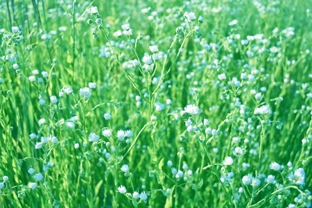 模糊.夏日风景下的白色鲜艳雏菊花