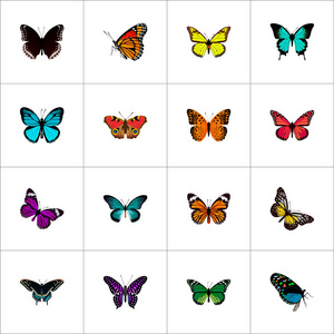 集蛾现实的符号与凤蝶尤利西斯, bluewing, 绿孔雀和其他图标为您的 web 移动应用程序徽标设计