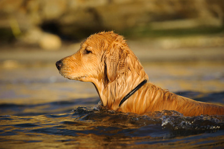 金猎犬狗在水中游泳