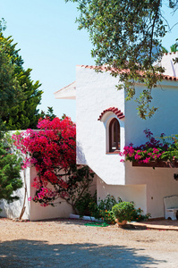 巴利阿里群岛的梅诺卡 在 ciutadella 的街道上, 有三叶草花的白色房子