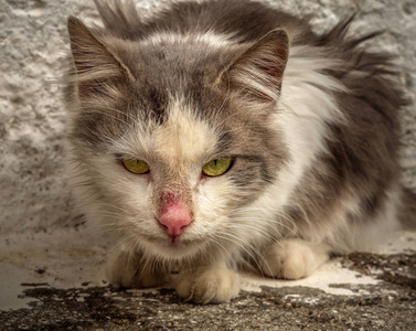 愤怒的希腊猫绿色的眼睛