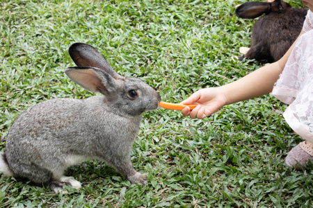 儿童用胡萝卜在户外农场喂养兔子的手
