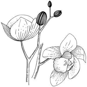 兰花花在风格上与世隔绝。植物全名 兰花。背景纹理包装图案框架或边框的花