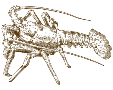 在白色背景下分离的岩石龙虾的矢量仿古雕刻图