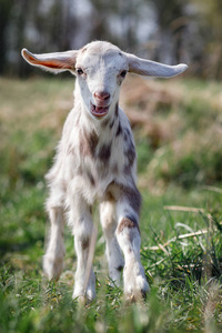 斑点小 goatling 的画像在草甸, 白色山羊与沙子褐色斑点