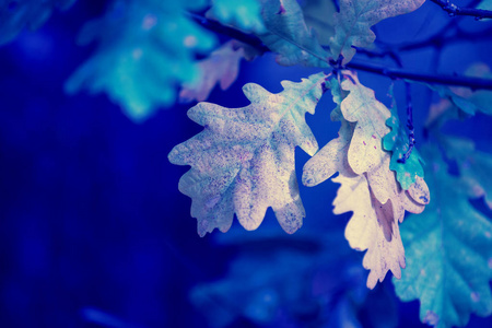 秋天的森林里有五颜六色树叶的蓝色复古橡木枝