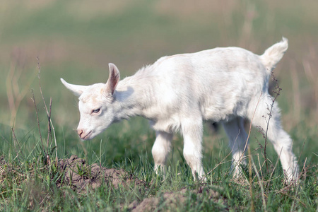 白色漂亮的小 goatling 探索环境