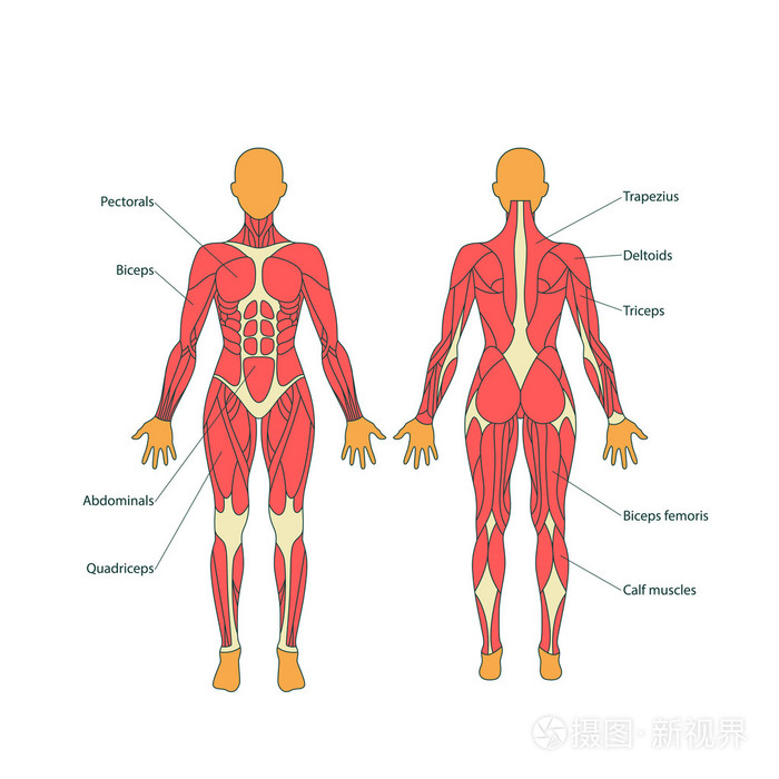 人体肌肉的插图 女性的身体 健身房训练 前端和后端的视图 肌肉男解剖学插画 正版商用图片0q80uo 摄图新视界