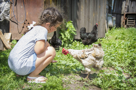 夏天在院子里的村子里, 一个小女孩用手喂鸡.照片