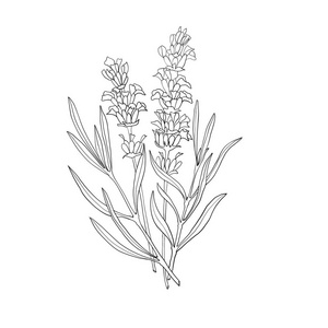 化妆品,标签,包装和纺织品用手绘素描画薰衣草草本植物的矢量插图.