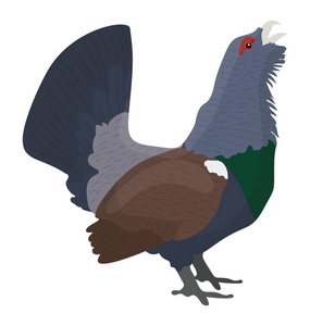 蓝色和小脚重羽毛鸟 , 西部 capercaillie