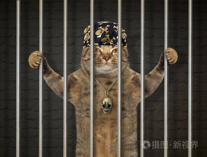 手帕上的坏猫在监狱里