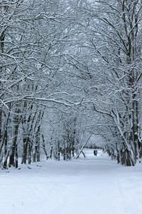 树公园冬雪