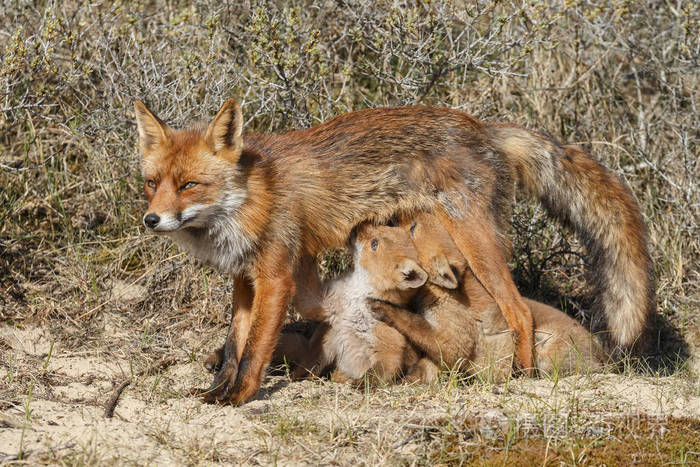 在狐狸妈妈哺乳的狐狸幼崽