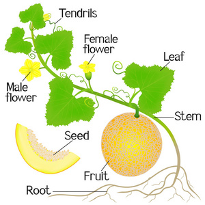 白色背景下的黄色甜瓜植物的一部分