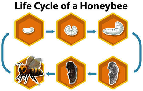 蜜蜂成长四个过程图片图片
