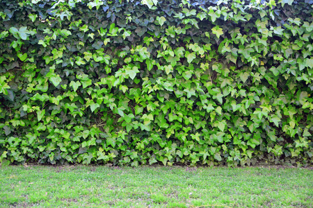 常春藤叶墙和草的地板.复制空间照片