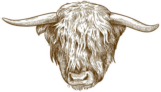 白色背景下高原牛头的矢量仿古雕刻画插图