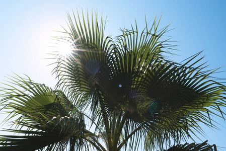绿色的棕榈树和太阳光线