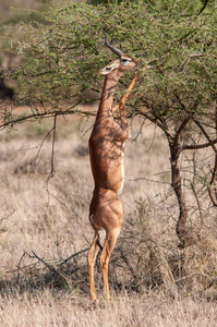 男性 Gerenuk, Litocranius walleri, 站立在后腿, 浏览, 国家储备, 肯尼亚, 非洲