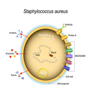 金黄色葡萄球菌细胞结构及致病因素。单元格组件。医学教育和科学使用的向量例证