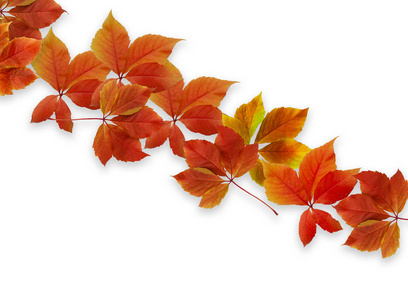 秋季背景。五颜六色的红色和橙色秋天叶子在白色背景和拷贝空间为写出