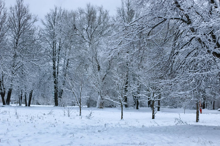 树公园冬雪