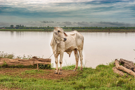 桔井省附近柬埔寨湄公河沿岸的白牛