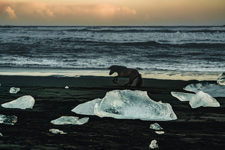 在冰岛东南部的 Jokulsarlon 海滩钻石海滩, 拥有黑色沙滩的马和冰岩