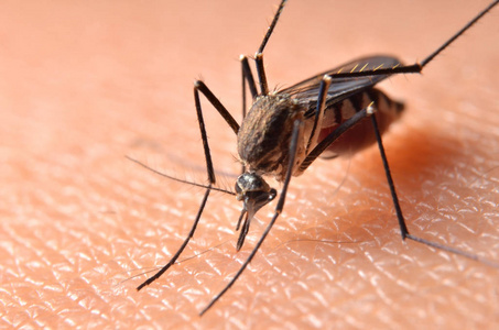 人类皮肤上的有毒蚊子的宏观。蚊子是疟疾和脑炎的带菌者