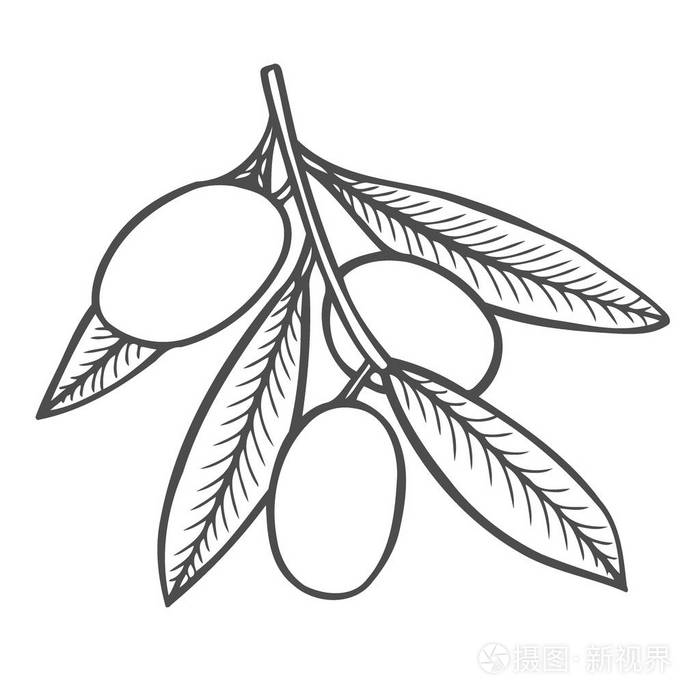 插画 手绘矢量图橄榄分公司为橄榄油标签, 餐厅, 天然产品.