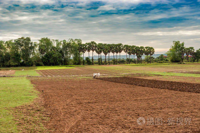 这个农夫正在用一种古老而传统的方式耕种农田, 在柬埔寨桔井省附近