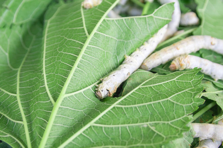 动物房绿桑叶上的丝虫帝国松蛾蛹幼虫 (eacles imperialis), 蛹在白色