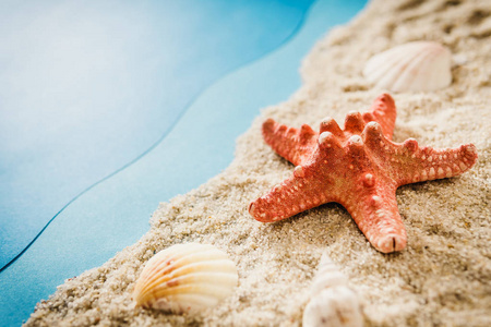 海贝壳和明星图片