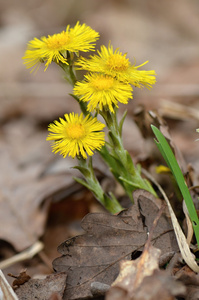 科尔茨福特Tussilago Farfara