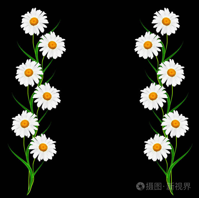 孤立在黑色背景上的雏菊夏天花