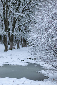 树公园冬雪