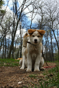 秋田犬狗在森林里