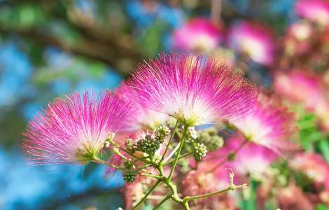 合欢合欢花有粉红色花朵照片