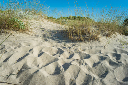 夏天沙滩上的沙丘