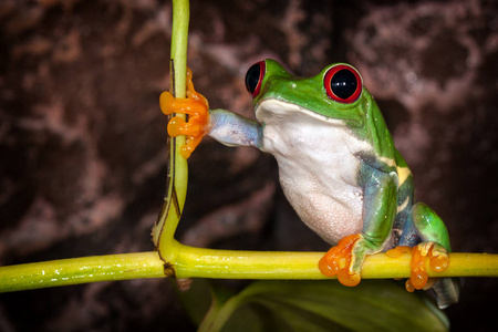 红眼睛树蛙在非常结实的姿势坐在植物茎