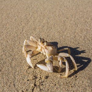 在沙蟹在海滩上的斯氏沙蟹照片