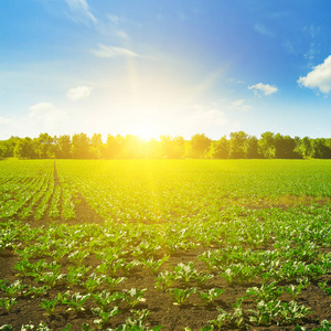 风景如画的绿色甜菜场和太阳在蓝天上。农业景观