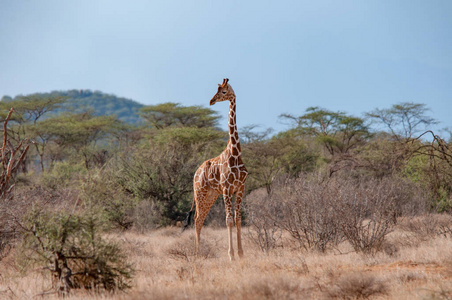 网纹长颈鹿, 长颈鹿鹿豹座柑橘, 肯尼亚, 非洲, 偶蹄目秩序, Giraffidae 家庭