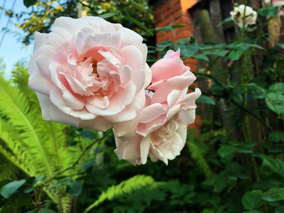 美丽的粉红色玫瑰在花园里关闭