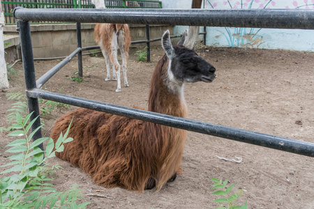 成年雌性骆驼在接触动物园特写