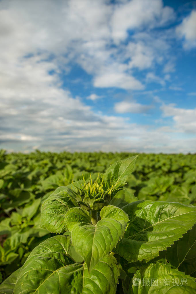 不开花的向日葵领域.向日葵领域