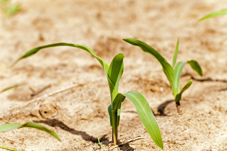 特写在玉米田特写植物绿色谷物发芽
