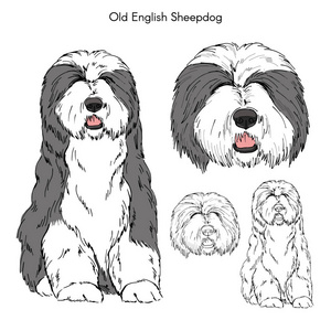 老英国牧羊犬图片