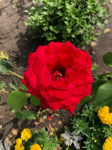 美丽的红玫瑰在附近的花园里了